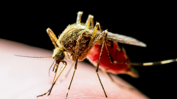 West Nile, se un donatore di sangue è positivo cosa succede? Il punto di Luciana Teofili