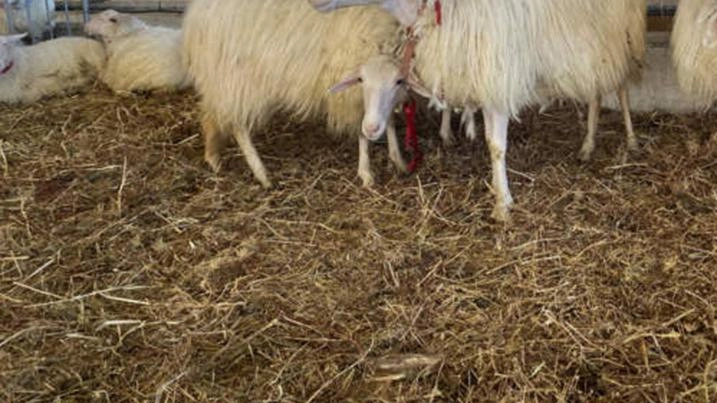 Lecco, vaccini garantiti a tutti gli allevamenti. In arrivo 155mila dosi Lecco, vaccini garantiti a tutti gli allevamenti. In arrivo 155mila dosi