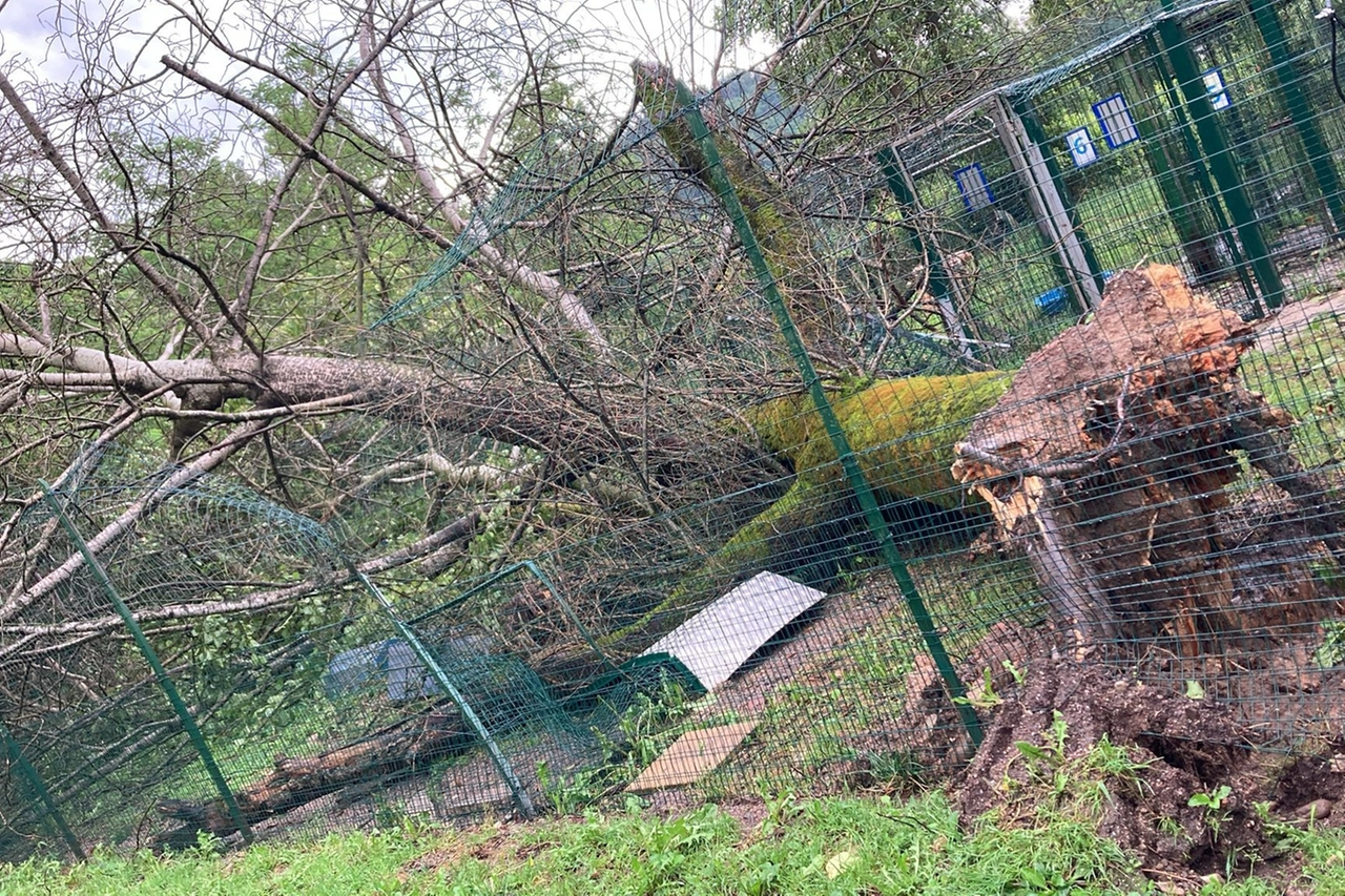 Uno degli alberi caduti all'interno del rifugio di via Friuli