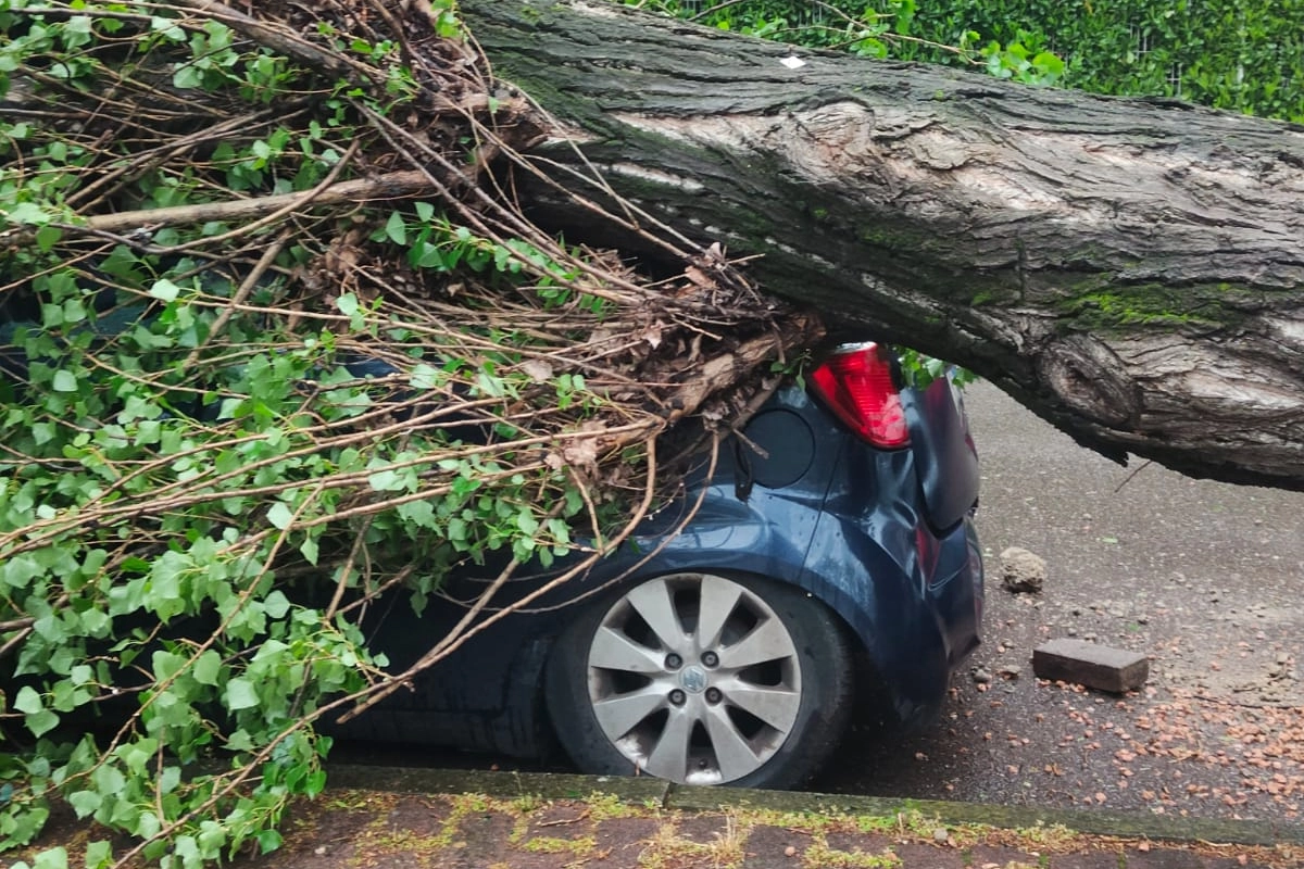 Un'auto distrutta da una pianta ad Assago