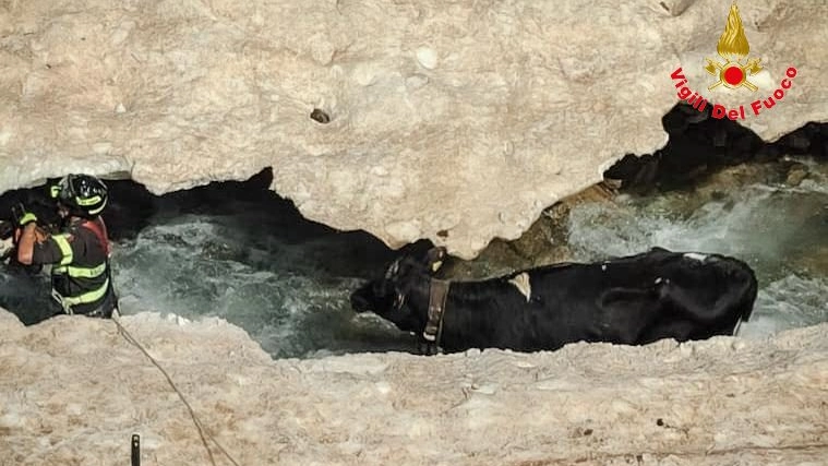 Mucca finita in un torrente a Livigno, recuperata dai vigili del fuoco Mucca finita in un torrente a Livigno, recuperata dai vigili del fuoco