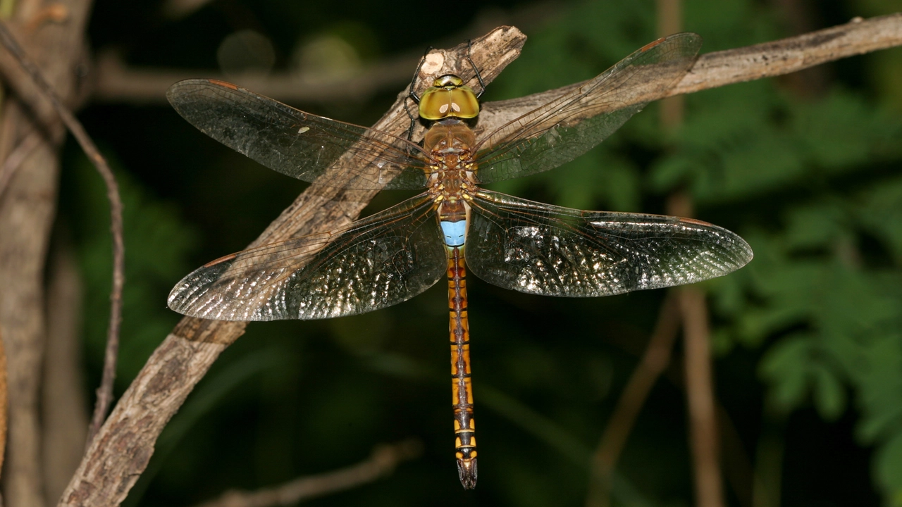 Una libellula Anax ephippiger (Wikimedia)