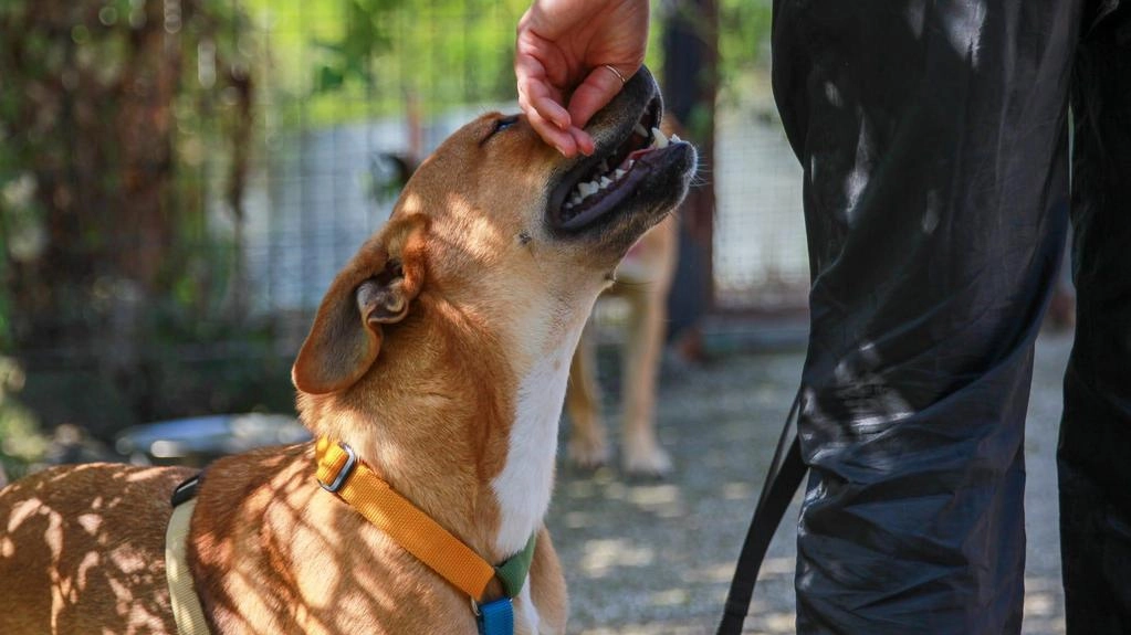 Autoguidovie garantirà 400 chili di cibo che saranno distribuiti da Empethy per sostenere gli animali abbandonati Autoguidovie garantirà 400 chili di cibo che saranno distribuiti da Empethy per sostenere gli animali abbandonati
