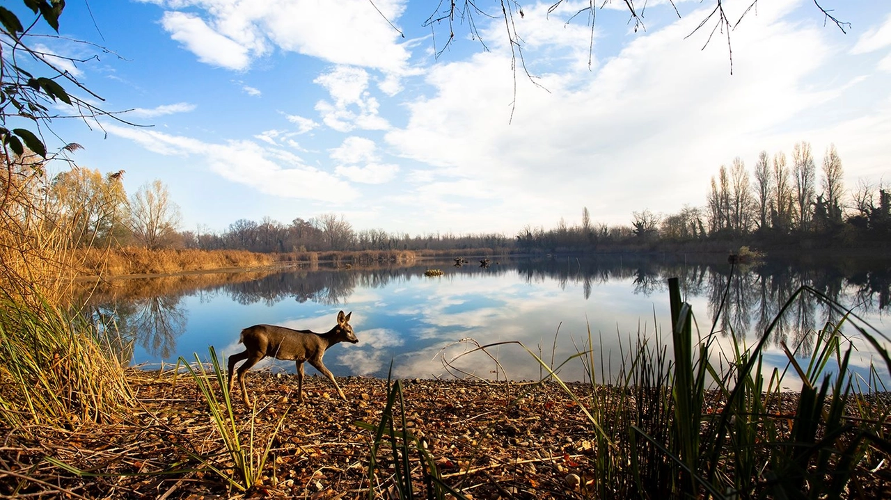 Il bosco WWF di Vanzago (foto di Franco Sala) Il bosco WWF di Vanzago (foto di Franco Sala)