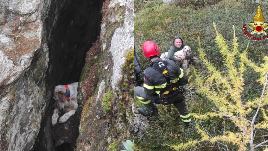 Il cane nel crepaccio e dopo il salvataggio Il cane nel crepaccio e dopo il salvataggio