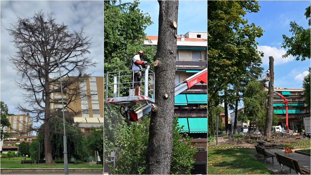 Nonostante tutti i tentativi di salvarlo, per il cedro non c'è stata altra soluzione che l'abbattimento Nonostante tutti i tentativi di salvarlo, per il cedro non c'è stata altra soluzione che l'abbattimento