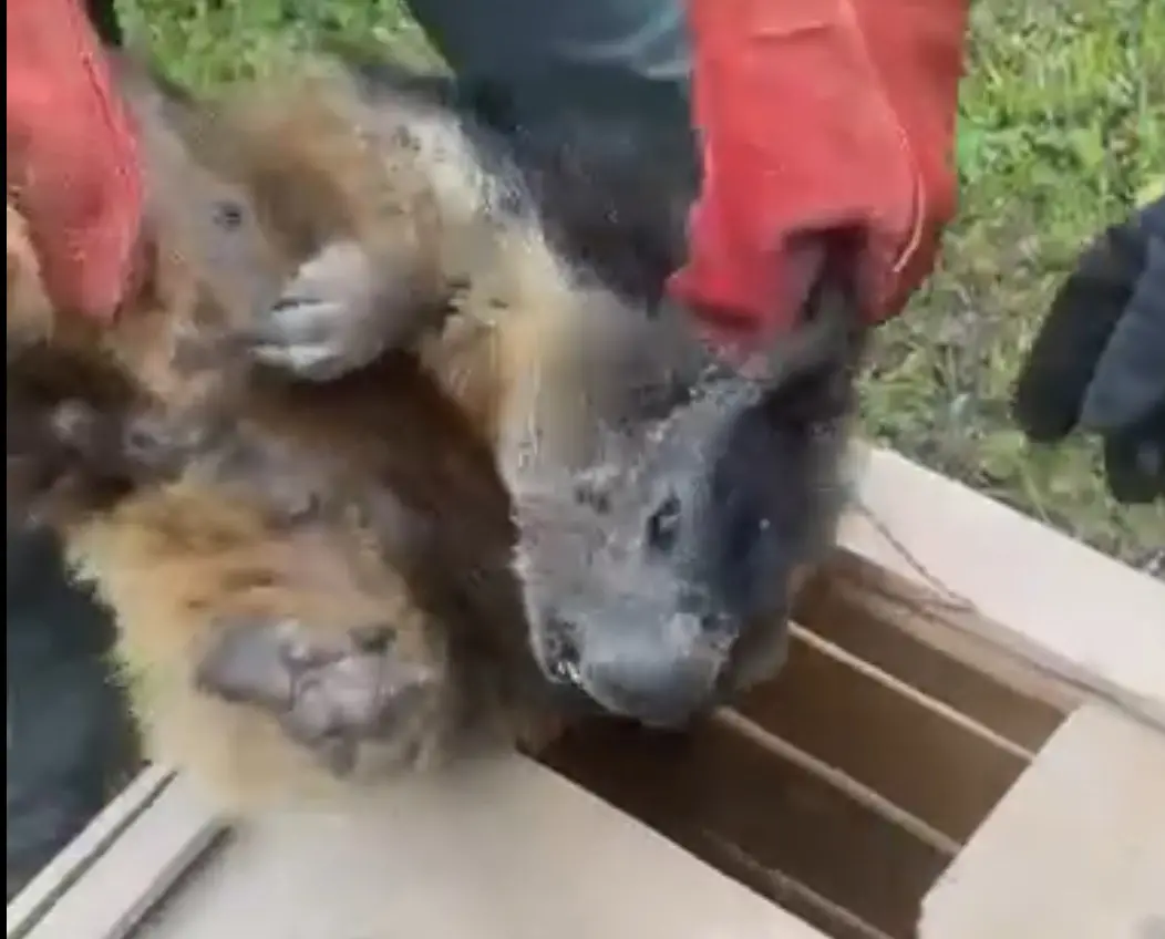 Dalla volpe alla marmotta, quando la natura selvaggia arriva in città