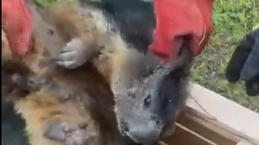 La marmotta catturata nel giardino della scuola d'infanzia