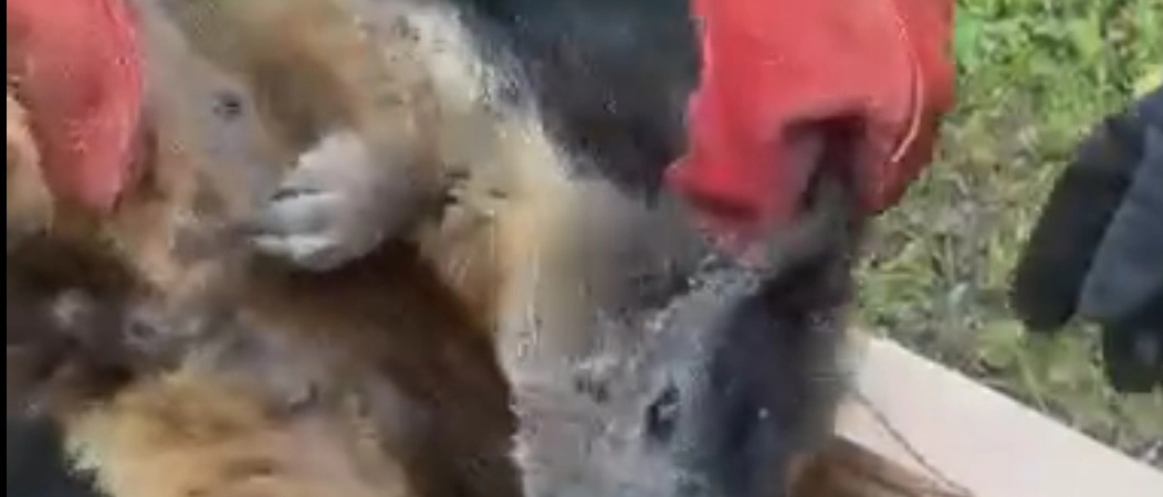 Dalla volpe alla marmotta, quando la natura selvaggia arriva in città