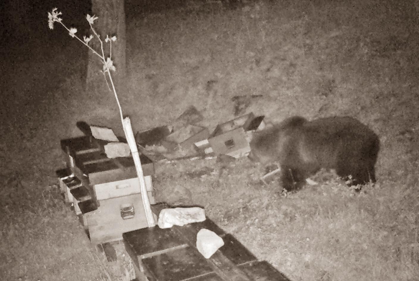 l8217orso bruno 232 tornato sulle orobie avvistato a schilpario la segnalazione di un apicoltore ho trovato l8217arnia distrutta