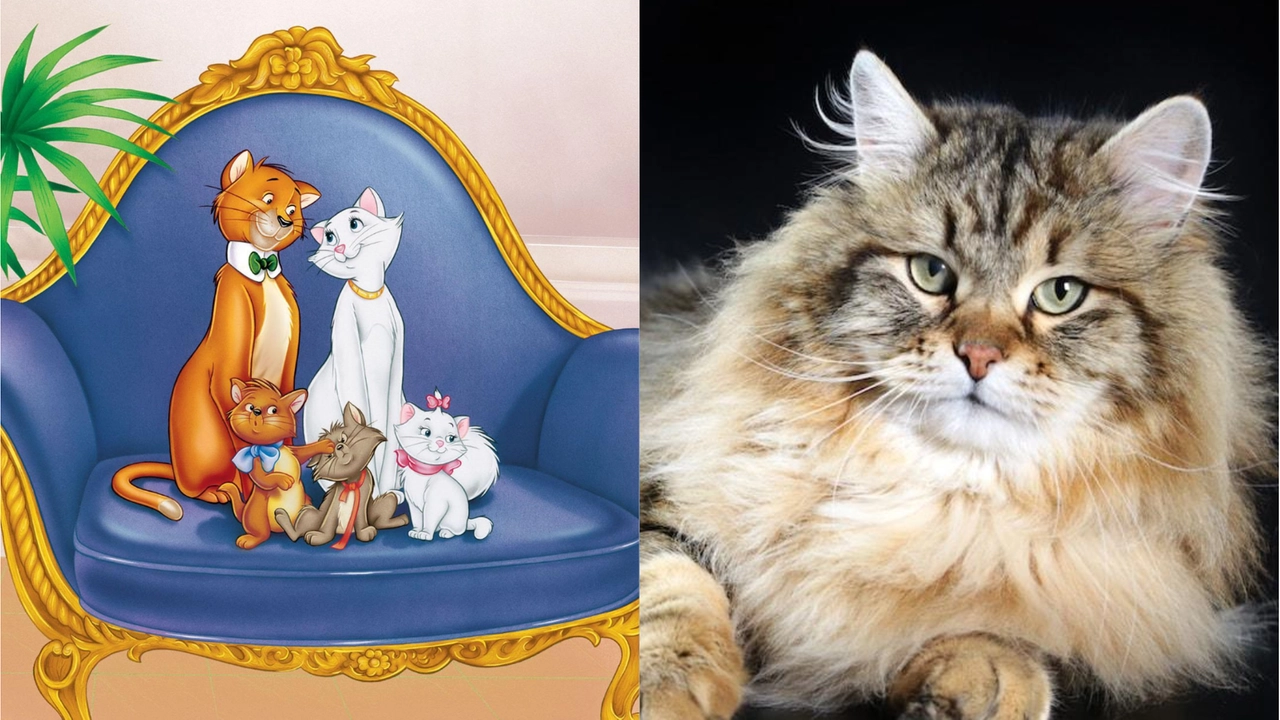 Linedì 17 febbraio è la giornata mondiale del gatto