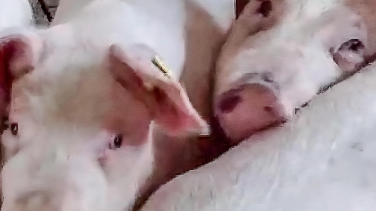 A Trigolo filmati maiali sgozzati ancora coscienti A Trigolo filmati maiali sgozzati ancora coscienti