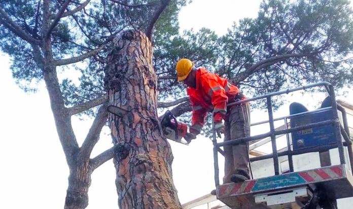 a carobbio degli angeli 48 pini storici sono a rischio abbattimento cittadini e ambientalisti dicono no da Ilgiorno.it a carobbio degli angeli 48 pini storici sono a rischio abbattimento cittadini e ambientalisti dicono no