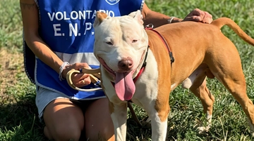 Agosto amaro all’Enpa di Monza: pitbull, pitoni e capre, è record di abbandoni