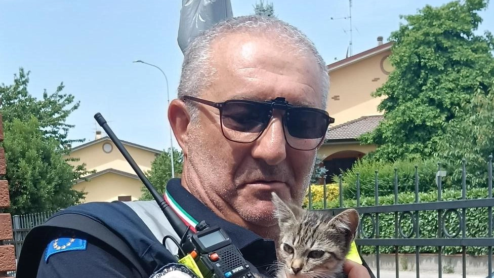 Cervignano d’Adda, salvata e “adottata“ una gattina di pochi mesi Cervignano d’Adda, salvata e “adottata“ una gattina di pochi mesi