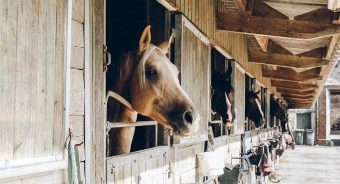 Vermezzo con Zelo, cade da cavallo al maneggio: grave una donna di 44 anni Vermezzo con Zelo, cade da cavallo al maneggio: grave una donna di 44 anni