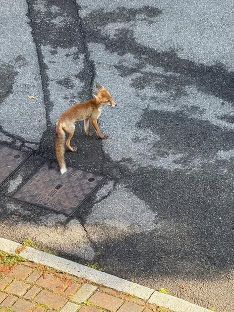 arcore la volpe ritrovata impaurita in centro il video della liberazione nella natura