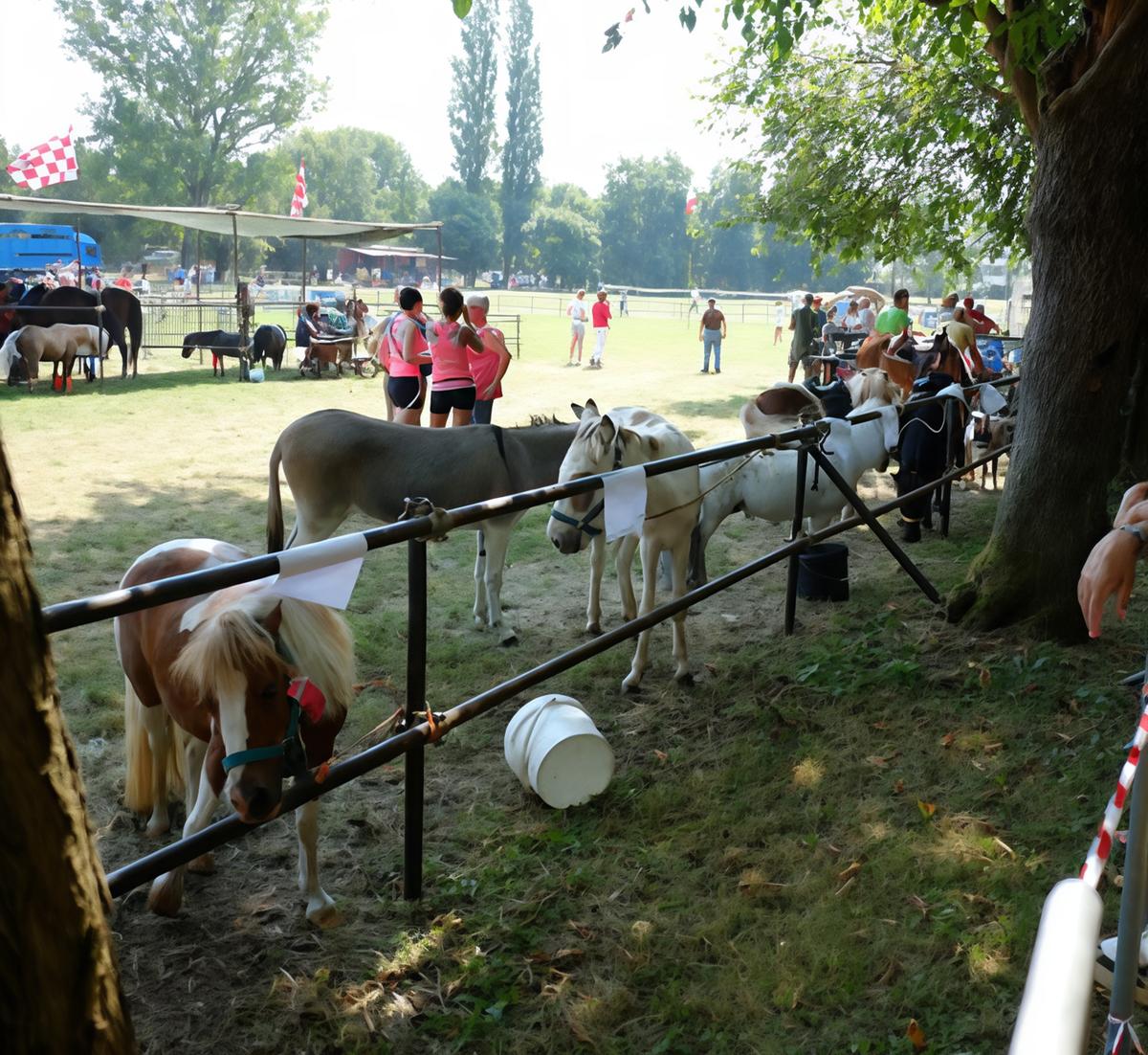 tutti in festa con san fermo animali e radici contadine