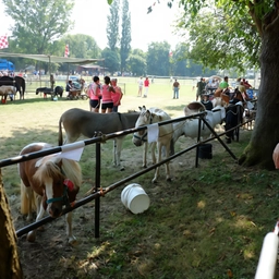Tutti in festa con San Fermo. Animali e radici contadine