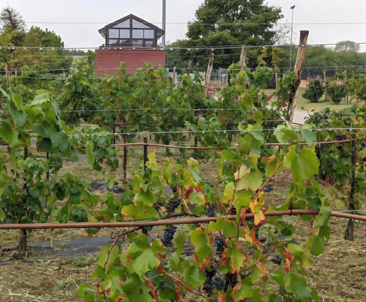 Tempo di vendemmia. Saronno aspetta un regalo: il suo primo Merlot