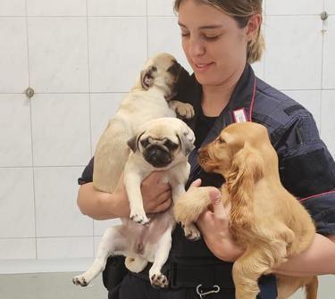 Perquisizione a casa di un uomo. Spuntano tre cuccioli rubati Perquisizione a casa di un uomo. Spuntano tre cuccioli rubati