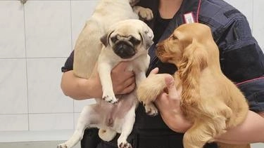 Durante la perquisizione a casa di un uomo indagato per vicende di tutt’altro genere, sono stati trovati tre cuccioli di... Durante la perquisizione a casa di un uomo indagato per vicende di tutt’altro genere, sono stati trovati tre cuccioli di...