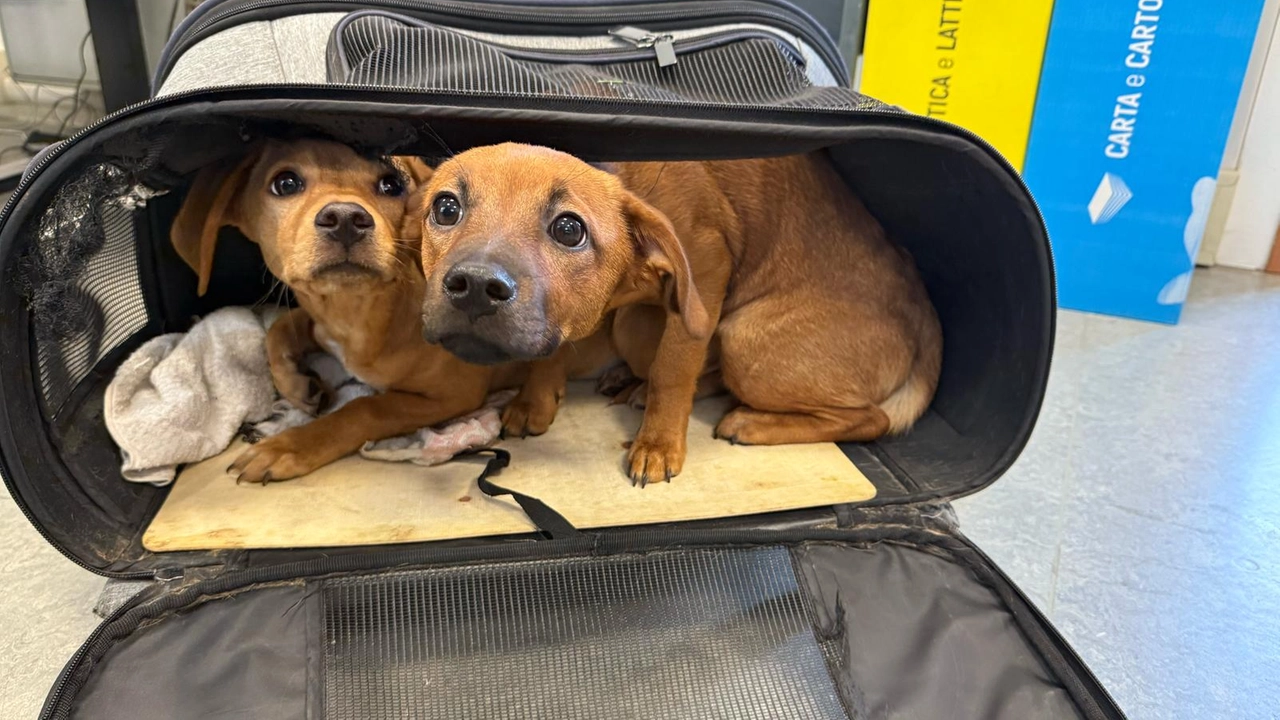 I cuccioli di cane trovati dalla Polizia locale chiusi in un borsone