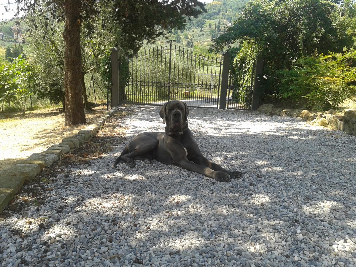bambino di 6 anni azzannato alla testa da un alano nel cremonese operato al niguarda
