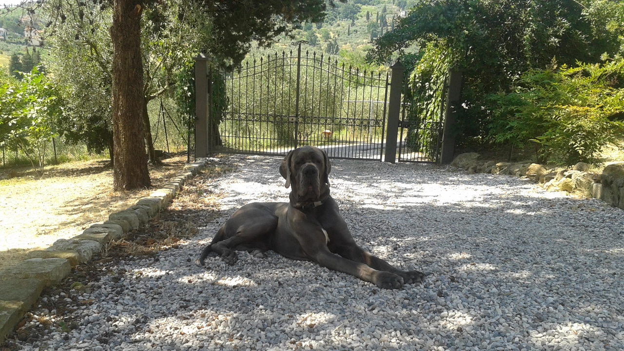 Un cane alano (immagine di repertorio) Un cane alano (immagine di repertorio)