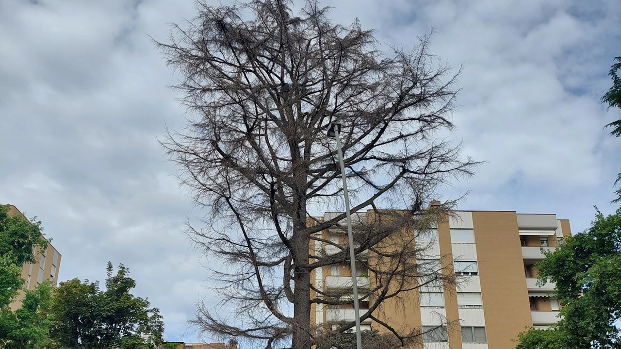 Il cedro dell'Himalaya nei giardini di corso Italia a Legnano Il cedro dell'Himalaya nei giardini di corso Italia a Legnano