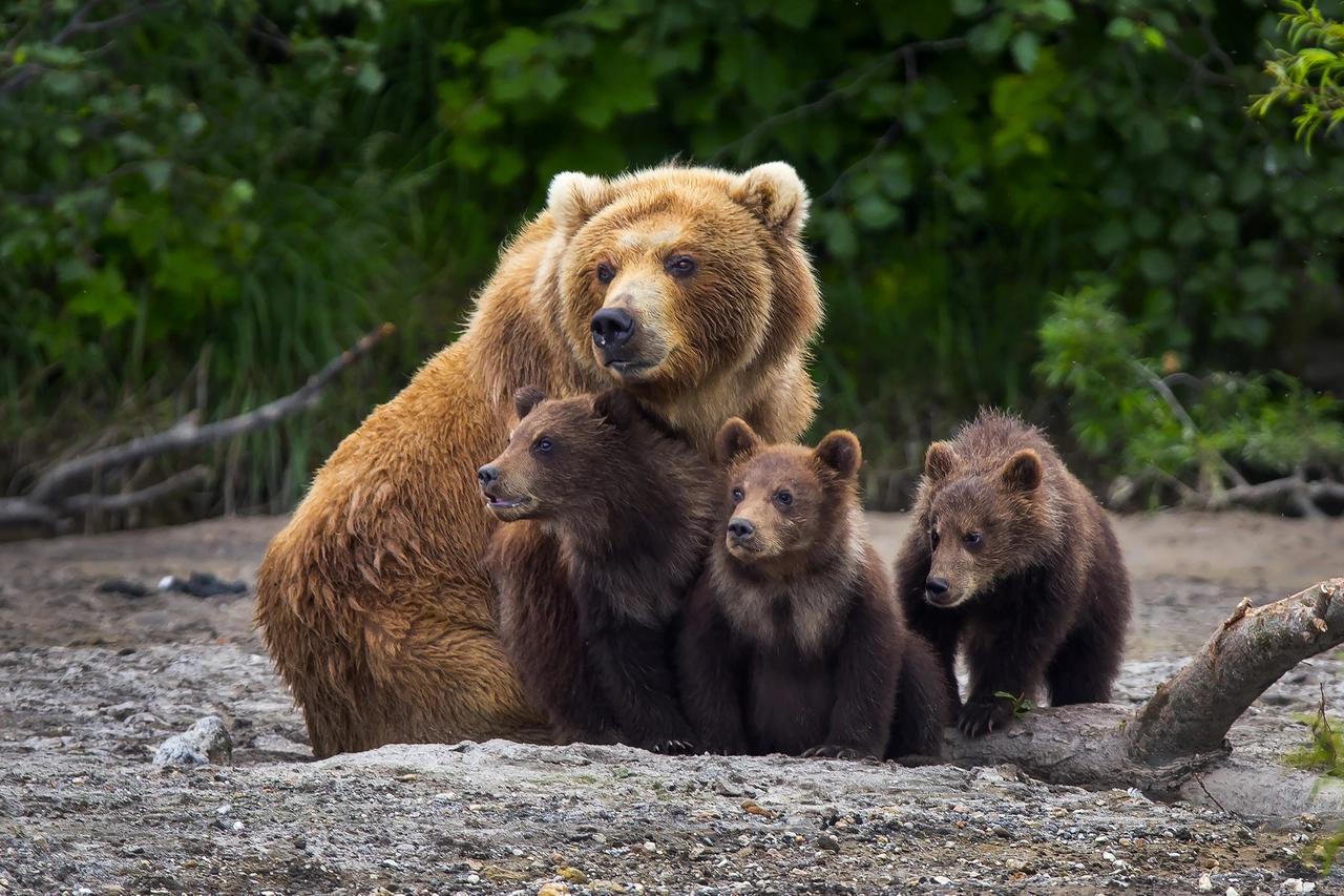 Mamma orsa bruna coi suoi cuccioli
