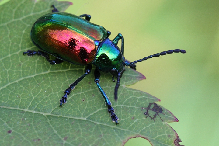 Popillia japonica, insetto infestante dal Giappone