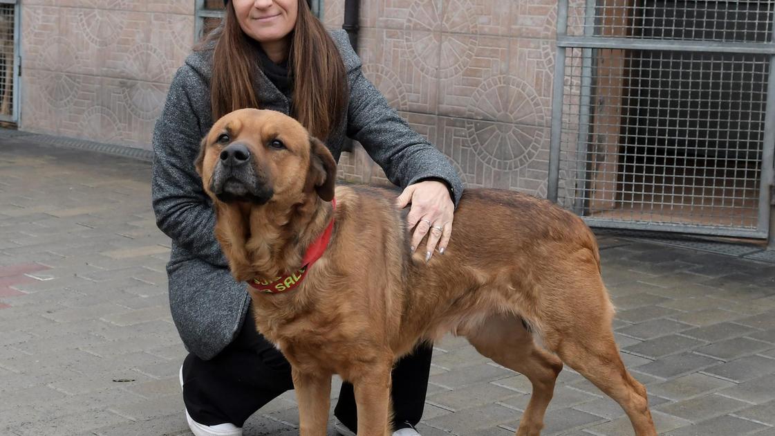 cani a rischio la lombardia ora fa scuola