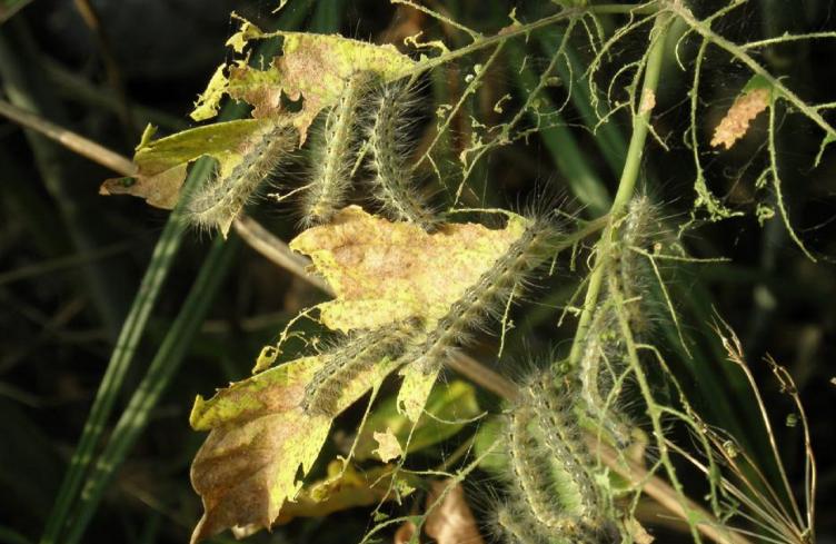 Ifantria americana a Pavia: quali danni provoca l’insetto che prolifera con il caldo