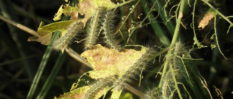 Ifantria americana a Pavia: quali danni provoca l’insetto che prolifera con il caldo