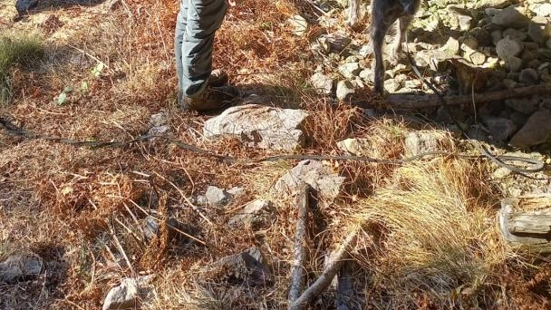 Voleva sterminare i lupi disseminando bocconi avvelenati sui sentieri tra le località Zulino e Monte di Zanetti, ad Ardesio, in...