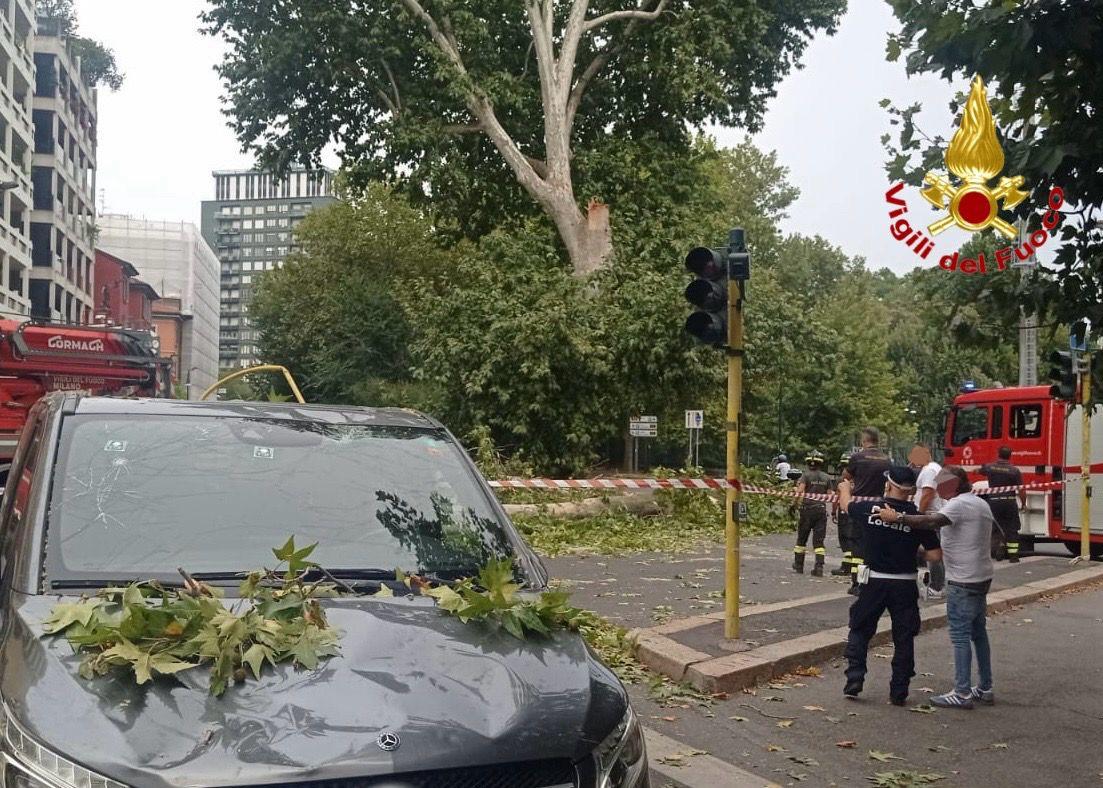 Milano, un grosso ramo si stacca dall’albero e piomba su un’auto di passaggio Milano, un grosso ramo si stacca dall’albero e piomba su un’auto di passaggio