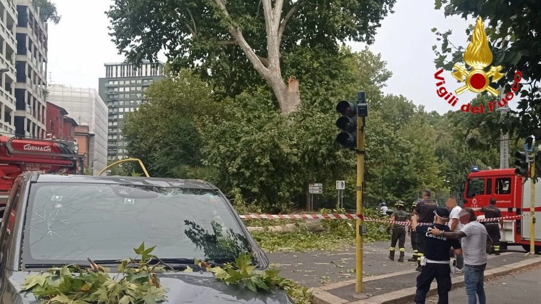 L'intervento dei vigili del fuoco in viale Elvezia dove un ramo è precipitato su un'auto di passaggio