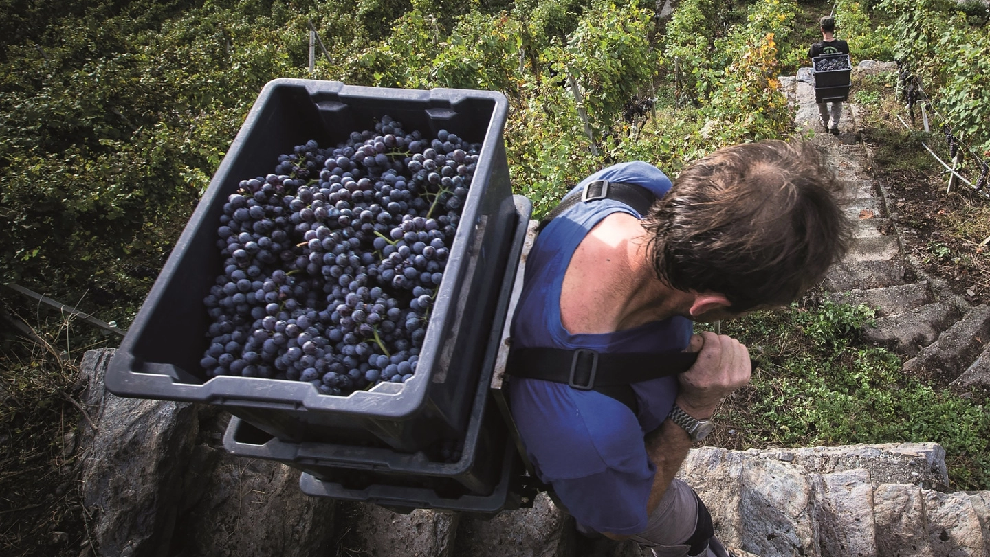 Raccolta dell’uva in Valtellina: nel distretto di Chiuro sarà biologica certificata
