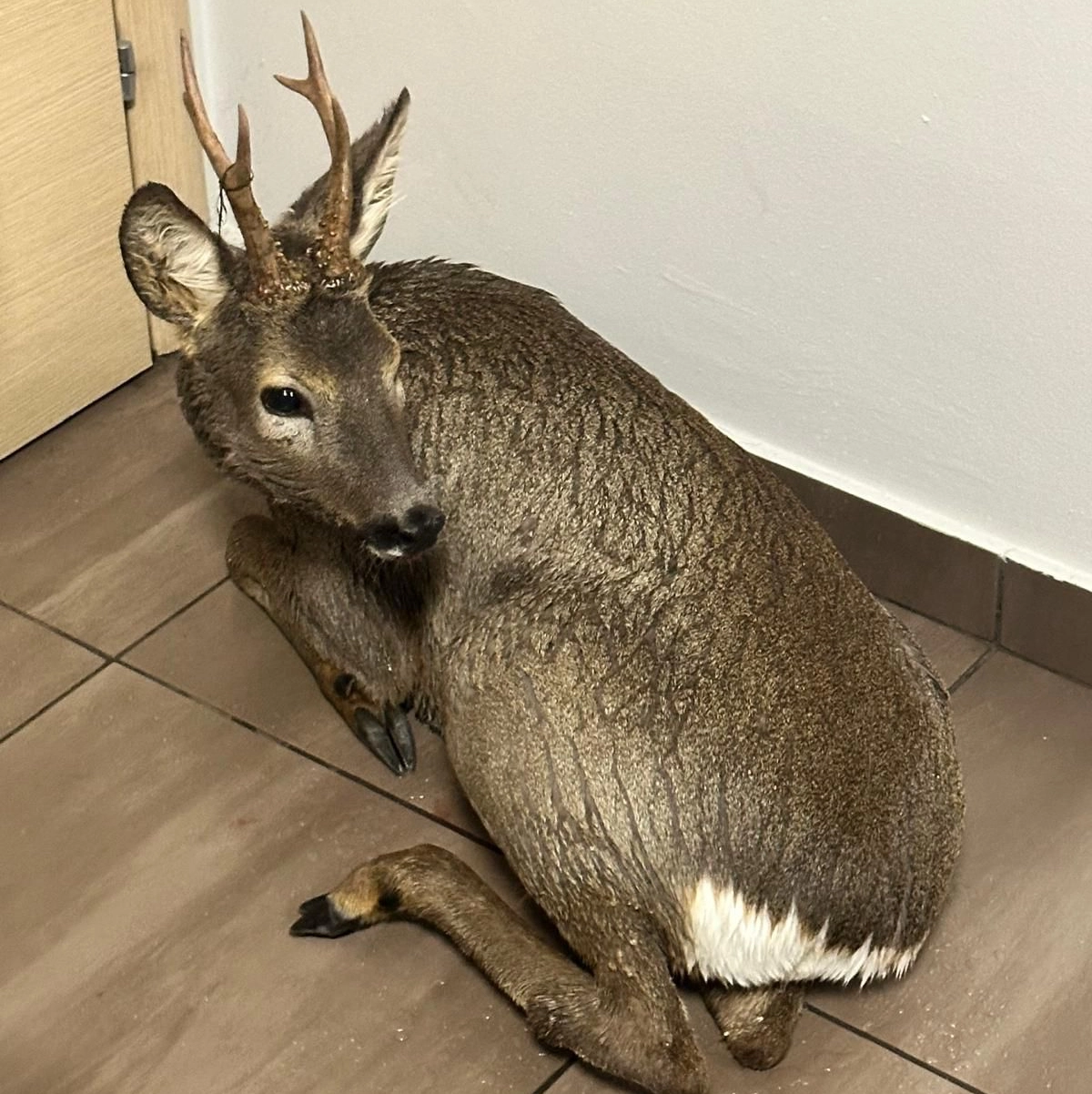 Il capriolo piombato in un negozio