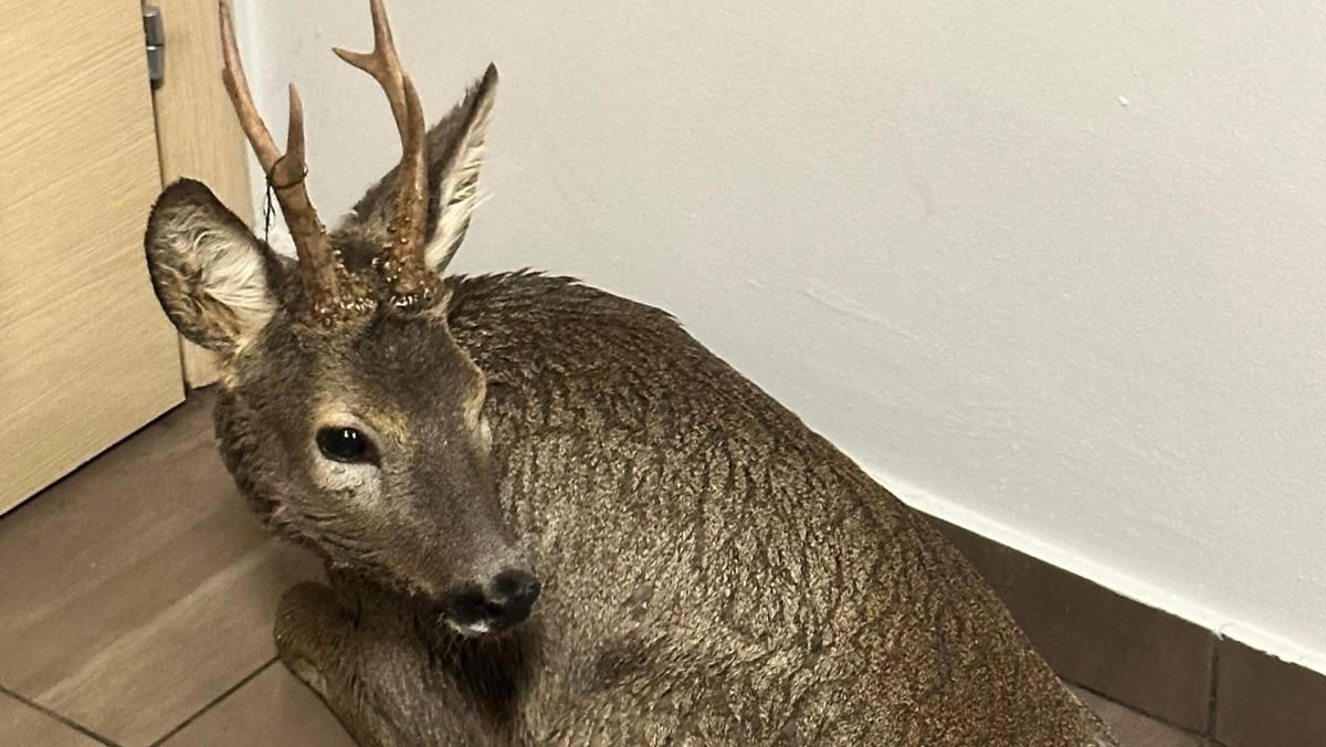Il capriolo piombato nel negozio negozio di una parrucchiera Il capriolo piombato nel negozio negozio di una parrucchiera