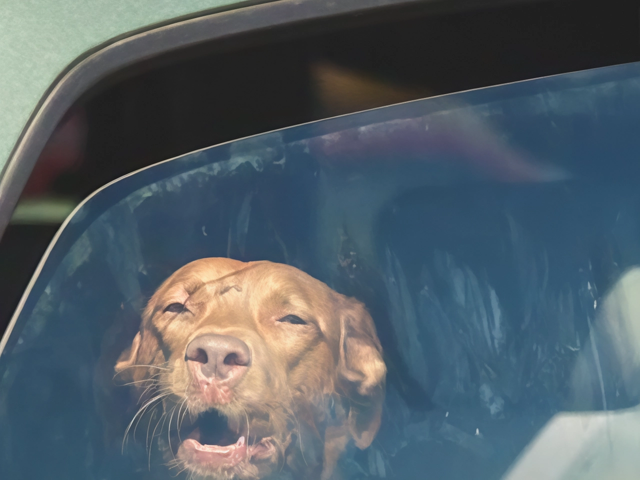 Malore in auto per Fido. Salvato dalla Polstrada