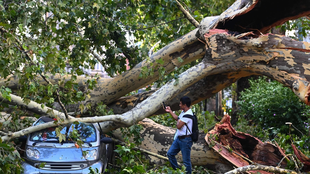 Alberi caduti a Milano per il nubifragio (Ansa)