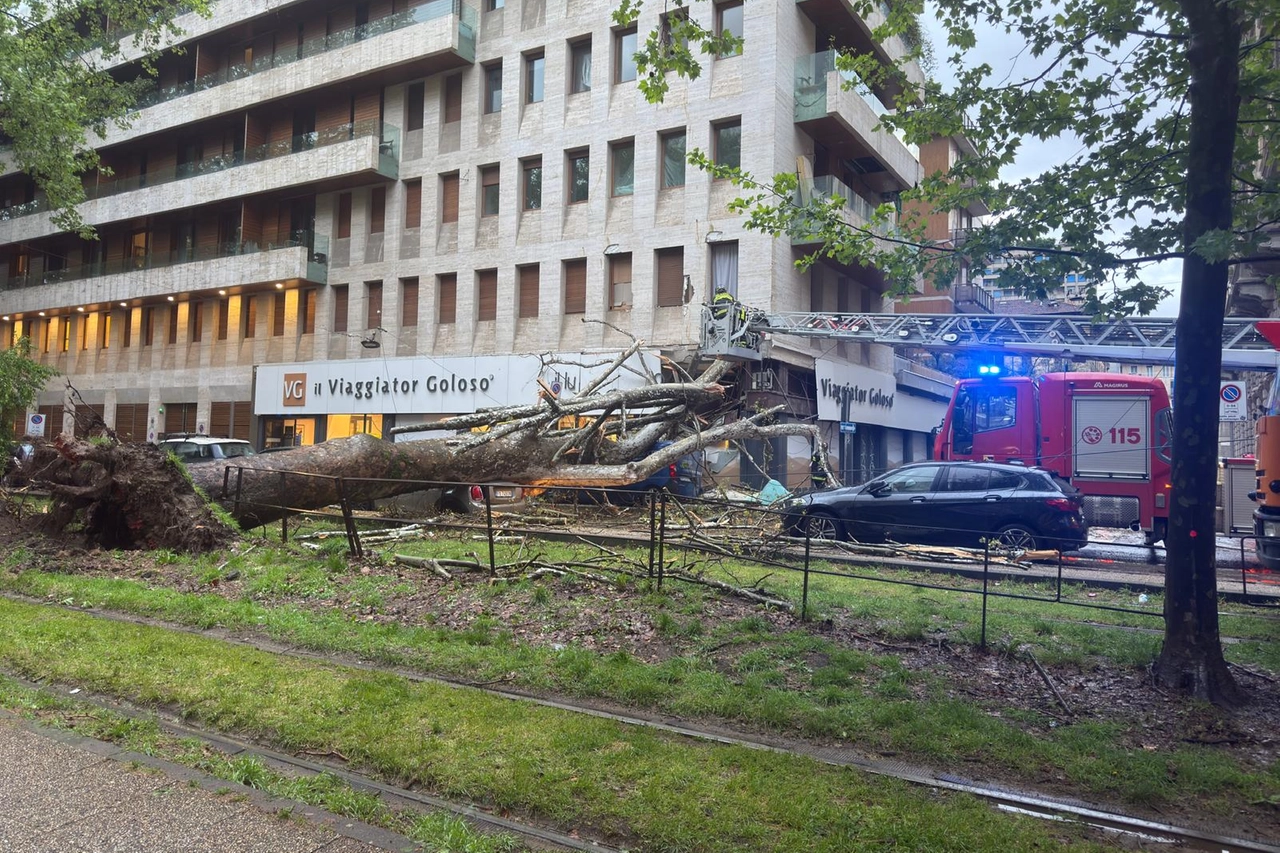 L'albero precipitato fra i binari del tram e la carreggiata giovedì 18 aprile in viale Premuda