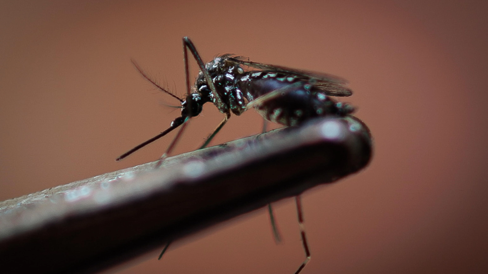 La zanzara Aedes Aegypti è responsabile anche del virus Dengue