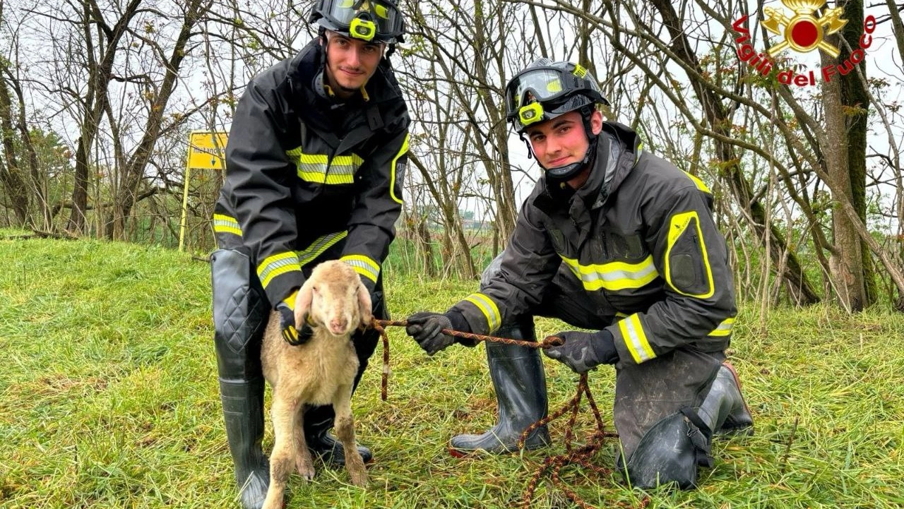 I vigili del fuoco con l'agnellino salvato a Lomello