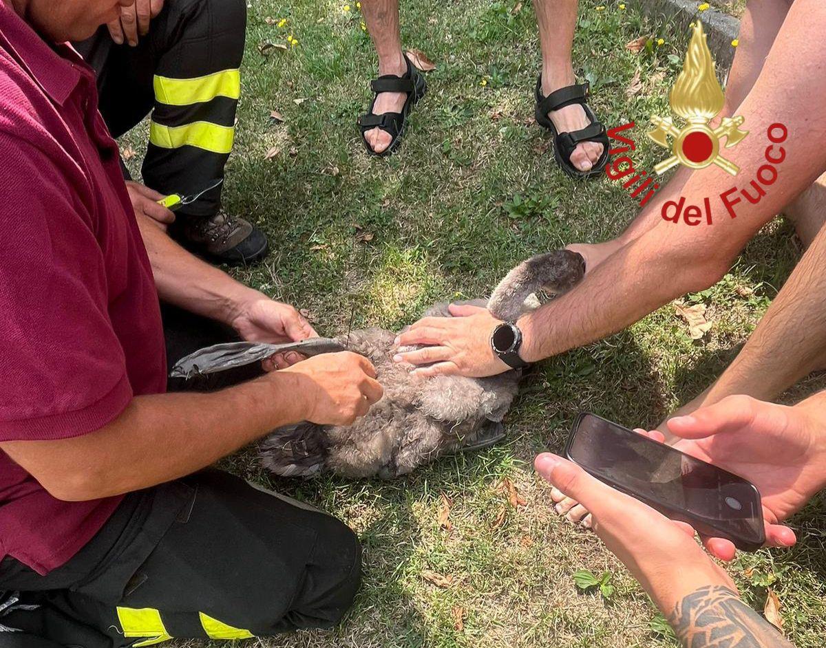 Dongo, piccolo cigno resta impigliato in una lenza: salvato dai vigili del fuoco Dongo, piccolo cigno resta impigliato in una lenza: salvato dai vigili del fuoco