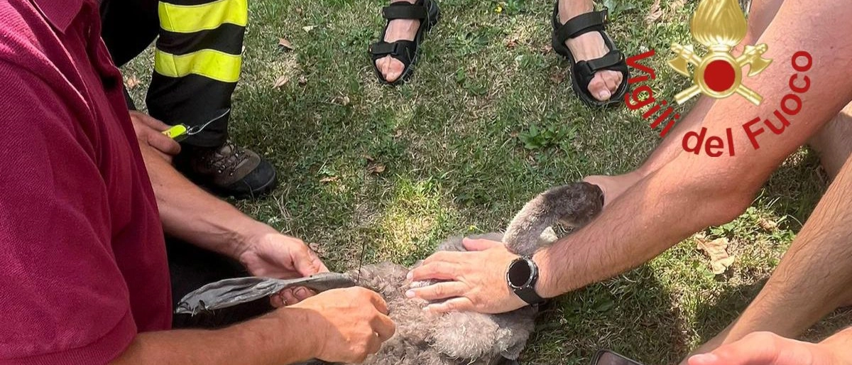 Dongo, piccolo cigno resta impigliato in una lenza: salvato dai vigili del fuoco