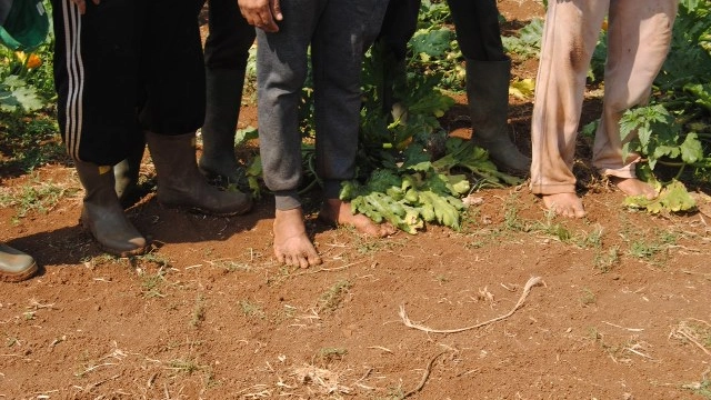 Raffica di controlli nelle aziende agricole contro il lavoro nero: a Mantova irregolarità in 8 sulle 11 ispezionate (foto d'archivio Dire) Raffica di controlli nelle aziende agricole contro il lavoro nero: a Mantova irregolarità in 8 sulle 11 ispezionate (foto d'archivio Dire)
