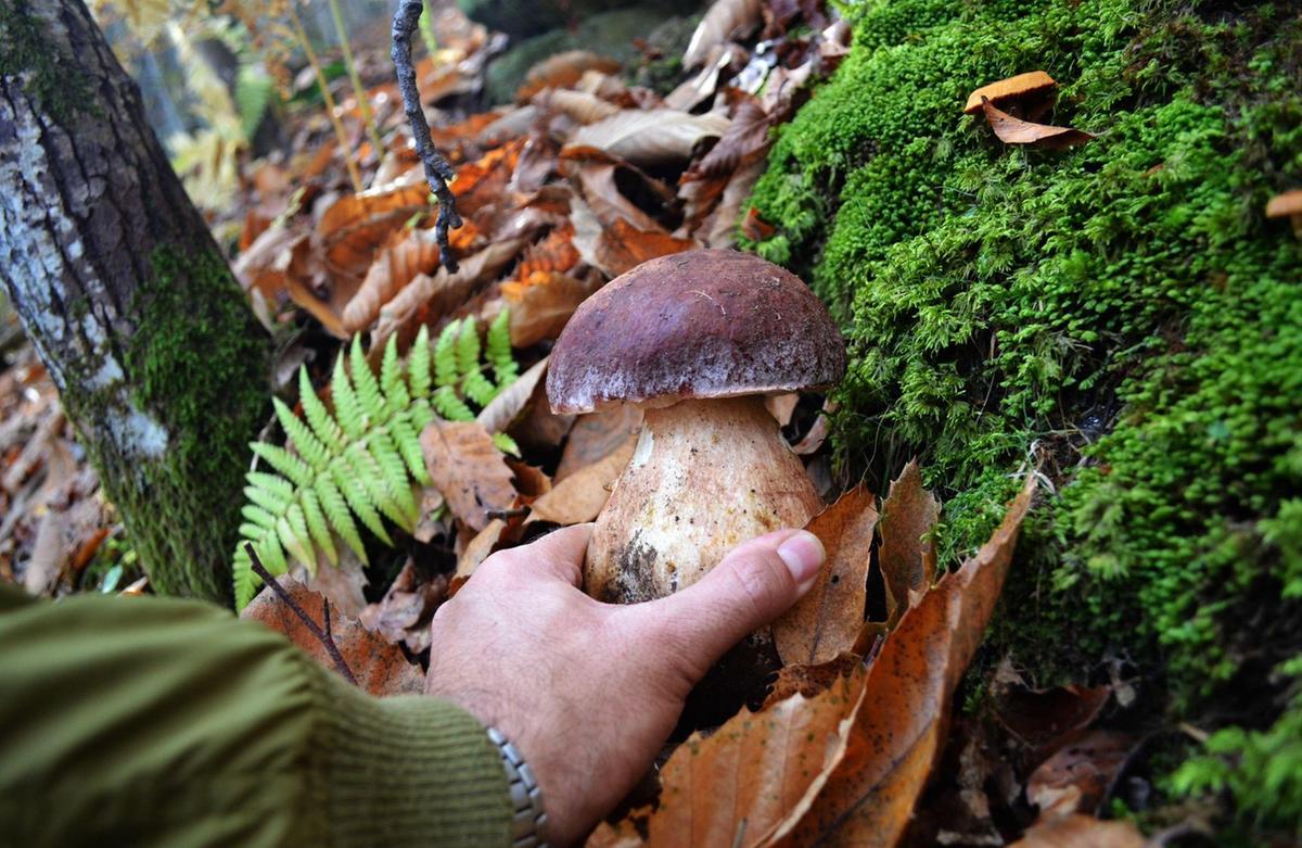 lombardia 232 tempo di funghi controlli gratuiti per evitare intossicazioni dove e quando